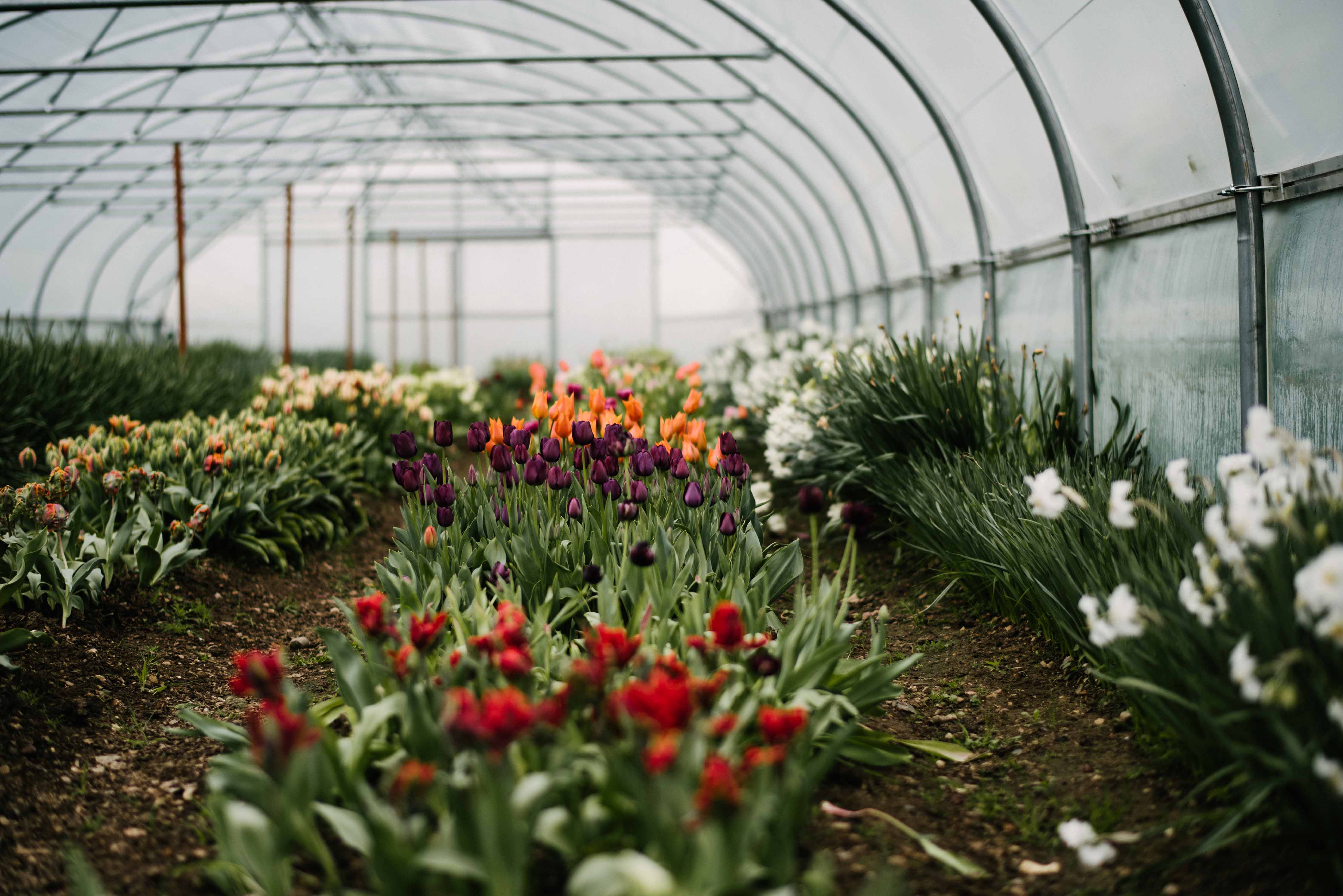 Flowers In Poly Tunnel (4)