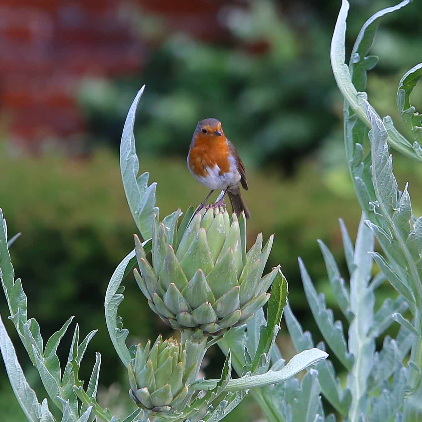 Bird Watching (2)