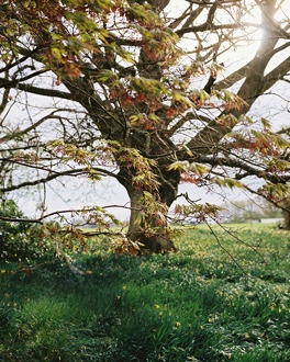 Collage Layout 2 Tree