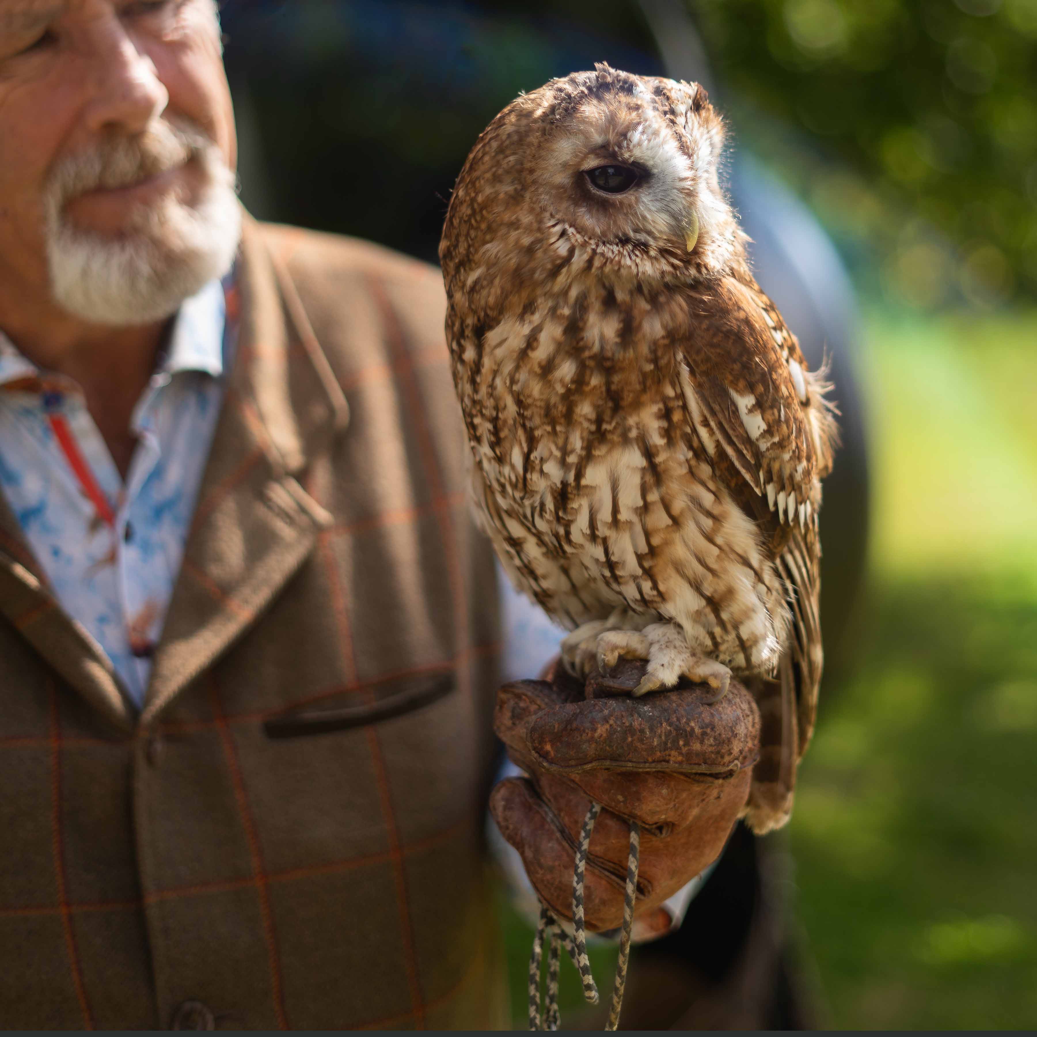 Falconryheckfield