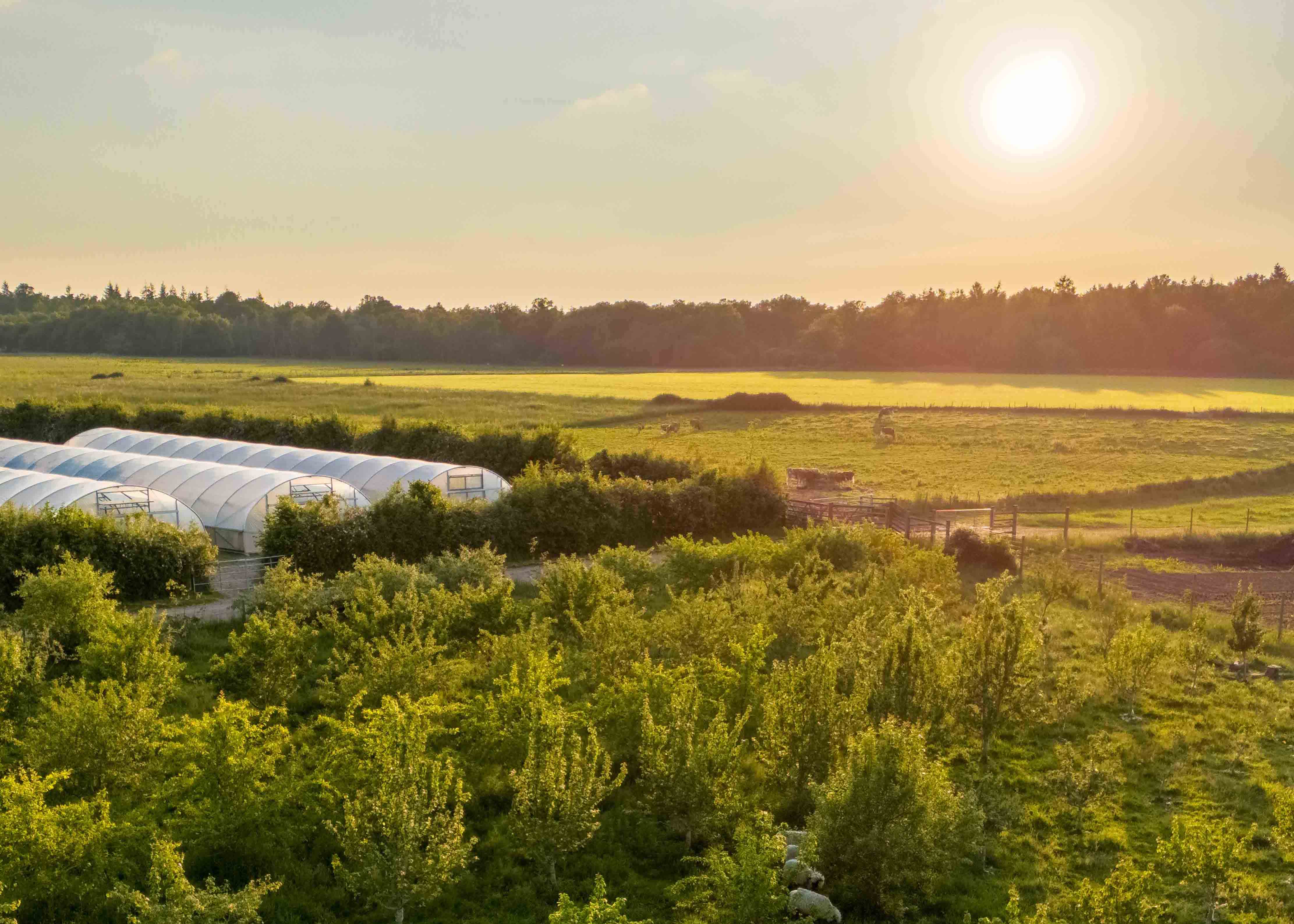 Hp Market Garden View